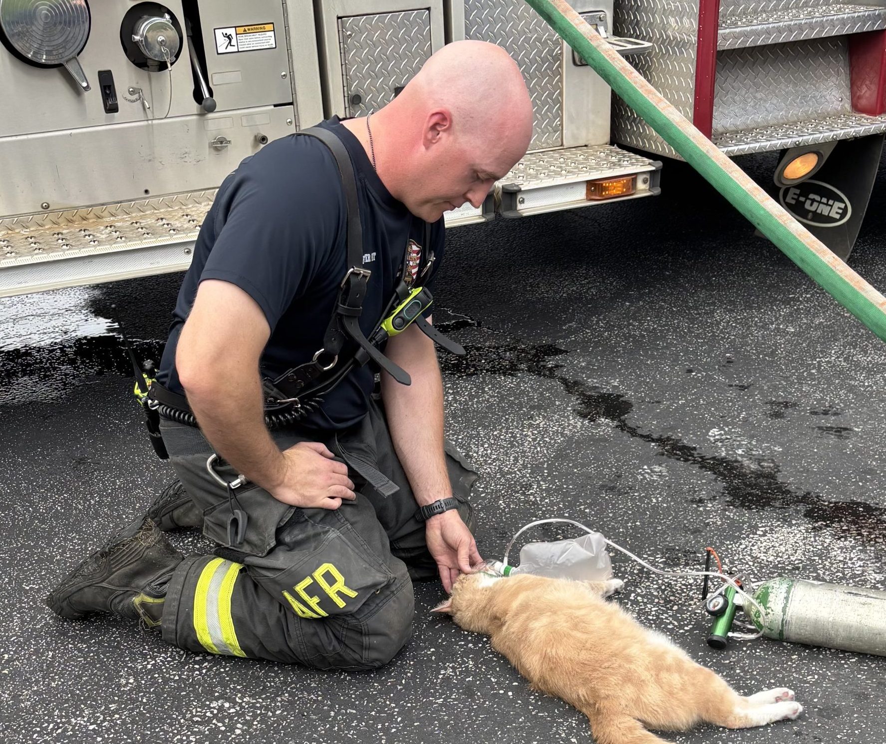 Athens firefighters rescue three cats in morning house fire - 256 Today